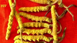 Кордицепс, Гриб, паразит и энергетик