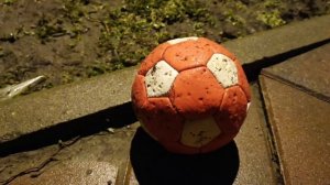 Ночь, мячик и пёс с кошкой