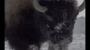 «Закон дикой природы: волки против могучих бизонов HDR»