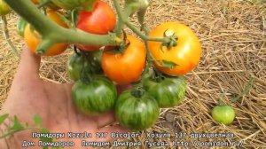 Помидоры Kozula 137 Bicolor — Козуля 137 двухцветная. Очень красивые и вкусные помидоры. Помидом.ру.