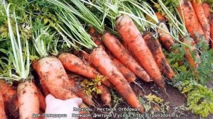 Морковь — Местная Отборная. Семена от Помидома Дмитрия Гусева. «Смотри, Зин, какая у меня одна из вс