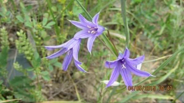 Василий Евич. Салам - Король Лир (Cover)