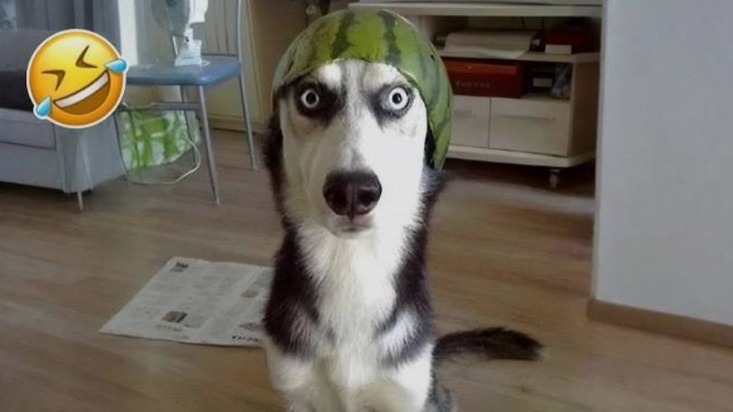 ЛУЧШИЕ ПРИКОЛЫ 2026 СМЕШНЫЕ ЖИВОТНЫЕ, КОТЫ, КОТИКИ, САМОЕ СМЕШНОЕ ВИДЕО смотреть онлайн