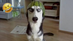 ЛУЧШИЕ ПРИКОЛЫ 2026 СМЕШНЫЕ ЖИВОТНЫЕ, КОТЫ, КОТИКИ, САМОЕ СМЕШНОЕ ВИДЕО