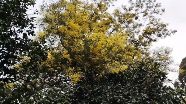 Мимоза Абхазии уже расцвела