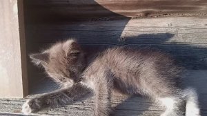 ЗАВЕЛА КОТЕНКА В ДЕРЕВНЕ.