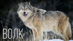 Волк: Гений выживания. Биологические секреты серого волка.