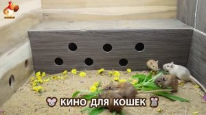 Видео для кошек про крысок развлекать питомцев 🐭🐀😂 (460)