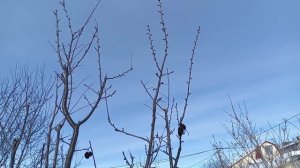 САД И ОГОРОД В ФЕВРАЛЕ. ЧАСТЬ 3.