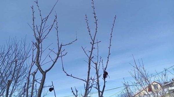 САД И ОГОРОД В ФЕВРАЛЕ. ЧАСТЬ 3.