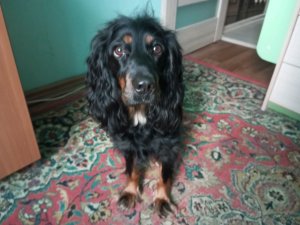 А буду ли я кушать? 🤔