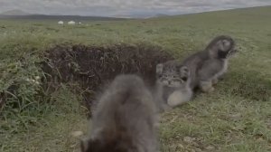 Манулы: жизнь за кадром — семья в объективе камеры HDR