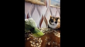 Попугай гроза цветов и котов