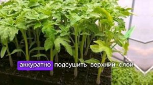 Секреты крепкой рассады: грунт, пикировка, подсветка и подкормки без ошибок


Хотите получить мощную