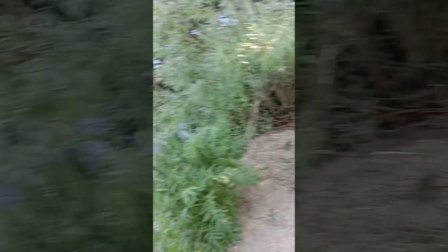 ВСПОМНИМ ЛЕТО!) ГУЛЯЕМ С ДРУГОМ ПО НАШИМ РЫБНЫМ МЕСТАМ | 26 Мая 2025 Года. смотреть онлайн