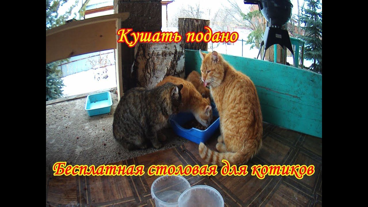 Ездили в деревню…кормить котов.