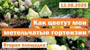 12.08.2025  // ЦВЕТЕНИЕ метельчатых гортензий В ОТКРЫТОМ ГРУНТЕ // Вторая площадка