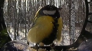 Синица имени Мерлин Монро