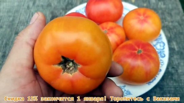 Устойчивые к Фитофторе Помидоры Головокружительный Русский - Russian Swirl Dwarf Tomato