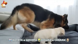Котята и щенята 🐈🐶 Кошки и собаки 🤗 Милое видео про животных (97)