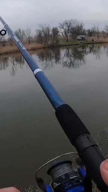 Клёв карася 🎣 Полное видео на канале смотреть онлайн