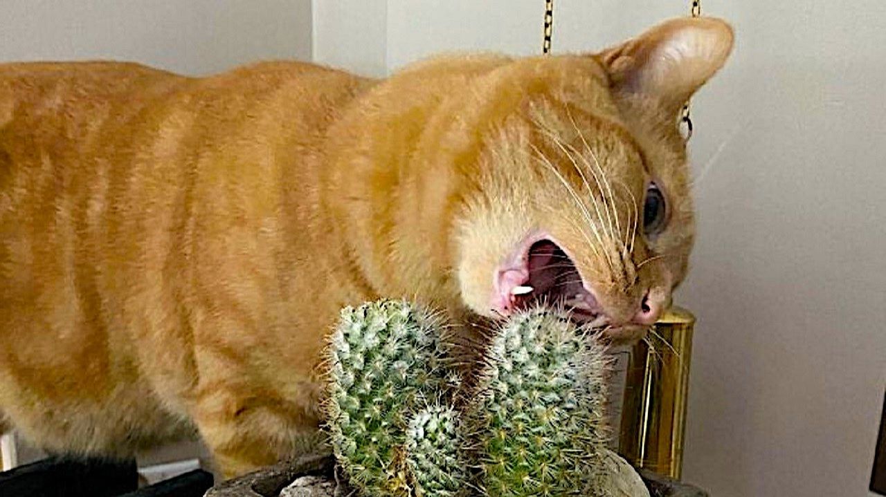 ПРИКОЛЫ С КОТАМИ! СМЕШНЫЕ КОТЫ м СОБАКИ! Самые смешные животные В МИРЕ!!! смотреть онлайн