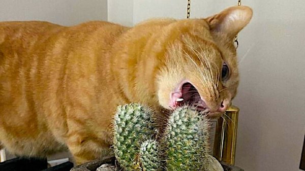 ПРИКОЛЫ С КОТАМИ! СМЕШНЫЕ КОТЫ м СОБАКИ! Самые смешные животные В МИРЕ!!!