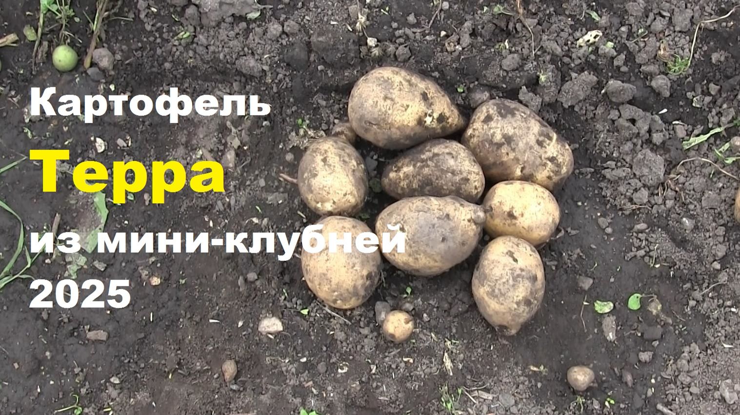 Картофель Терра из мини-клубней 2025 смотреть онлайн