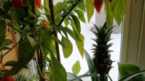 Посадите этот сладкий перчик ХАБАНАДА на окошко, этому перцу ровно год! Весь в цвету! Комнатный!