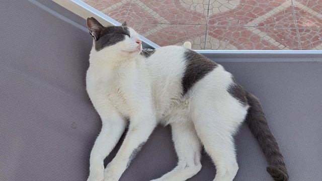 Кошачий рай