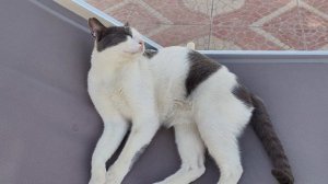 Кошачий рай