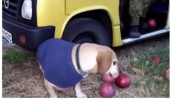 мем тыщ тыщ смотреть онлайн