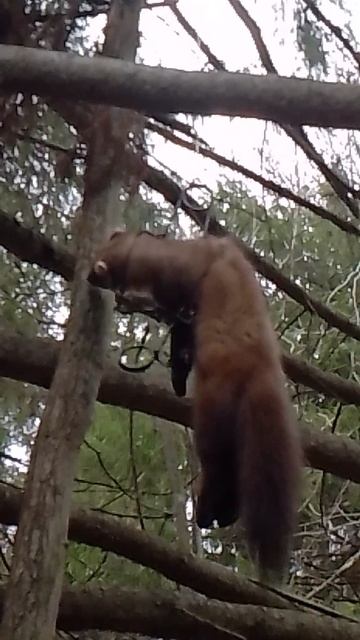 Куница в Кп120. смотреть онлайн