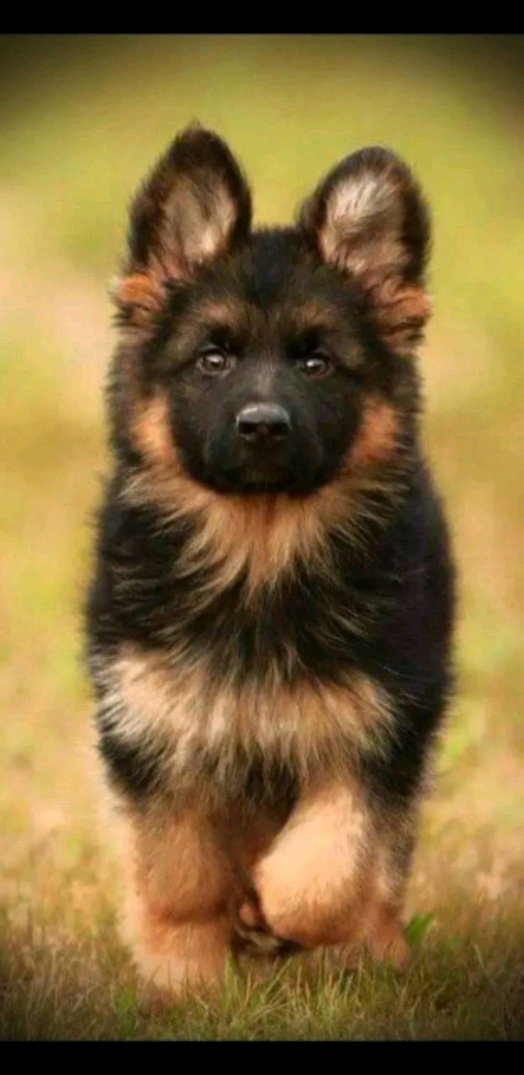 Делаем дракона из картона