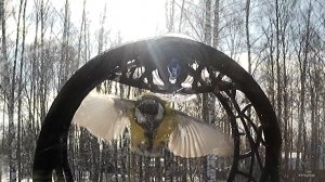 Синица в лучах солнца заходит на посадку