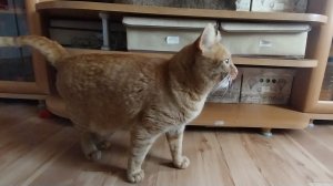 🐱 Загадочный Рыжий Кот  ✨