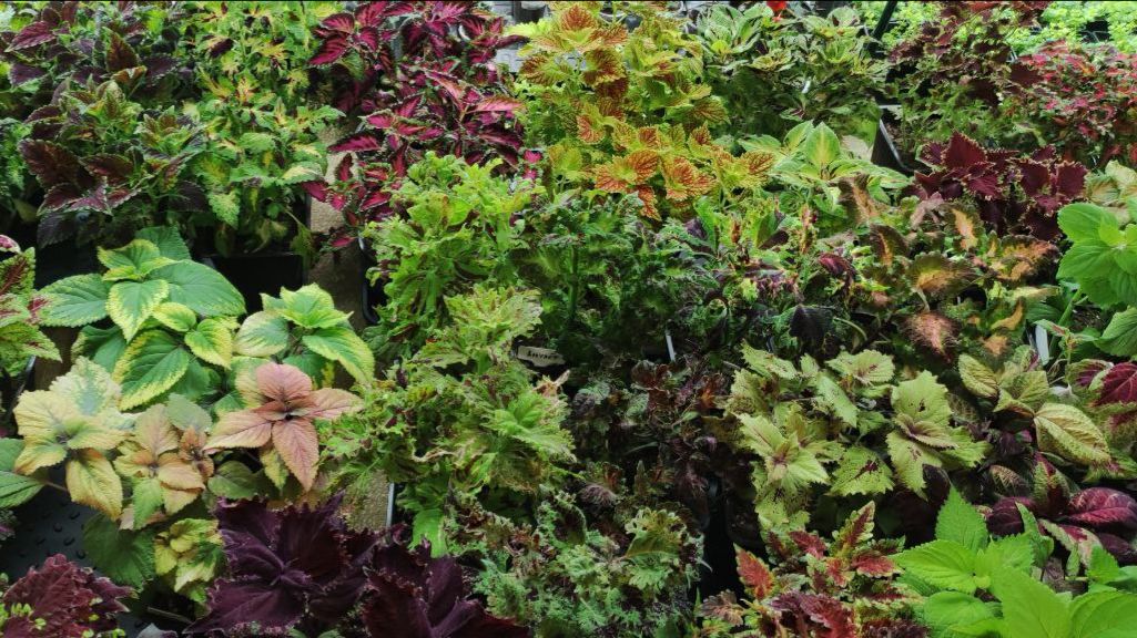 Колеусы невероятная красота зимой. Обзор новинок на лето 2026. Яркие сочные краски. смотреть онлайн