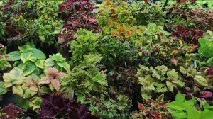 Колеусы невероятная красота зимой. Обзор новинок на лето 2026. Яркие сочные краски.