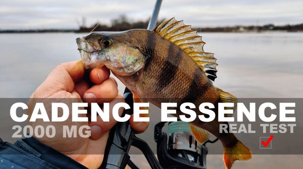 ЛЕГКАЯ СПИННИНГОВАЯ КАТУШКА на ДЖИГЕ. Тест CADENCE ESSENCE 2000 MG. Ловля окуня на отводной поводок.