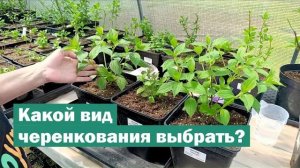 ПЛЮСЫ и МИНУСЫ видов черенкования МЕТЕЛЬЧАТОЙ ГОРТЕНЗИИ
