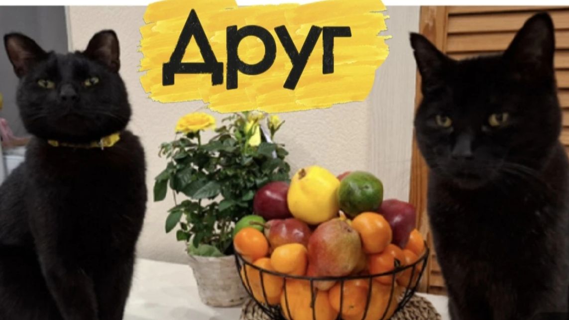 Черные коты