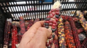 Не сажайте так АЦТЕКСКУЮ КУКУРУЗУ! Иначе будут пустые початки