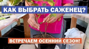КАК ВЫБРАТЬ саженец метельчатой гортензии на ОСЕННИЙ СЕЗОН посадки?