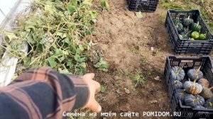 Невиданная УРОЖАЙНОСТЬ! Японская Тыква Кабоча Хризантемка Кикудза — 菊座かぼちゃ С КВАДРАТНОГО МЕТРА 11 ШТ