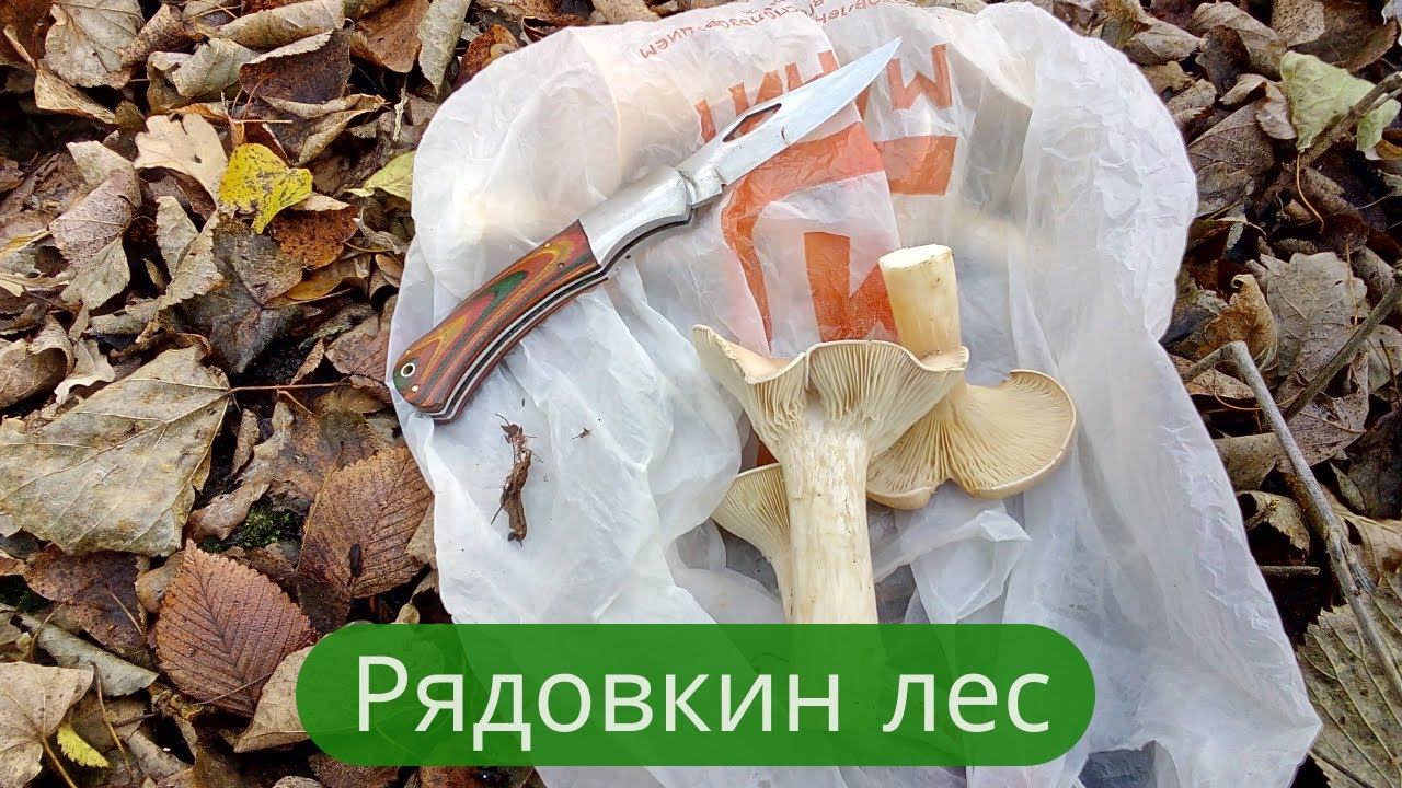 ✔Собираем осеннюю рядовку. Грибалка 2022.✔