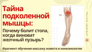 Тайна подколенной мышцы: Почему болит стопа, когда виноват желчный пузырь?