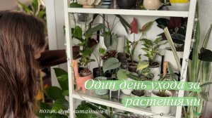 Мой еженедельный уход за растениями || полив, свет, питание и неудачи