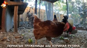 Куриная рутина – что делают куры на выгуле 😂 эпизод (132)