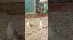 голуби Ломова Пары 26