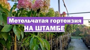 ЧТО ВАЖНО ЗНАТЬ при выращивании метельчатой гортензии НА ШТАМБЕ